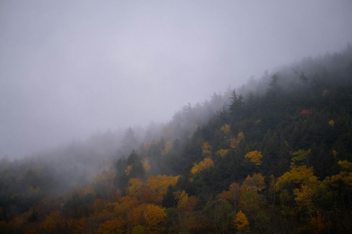 A misty Vermont forest in early autumn.